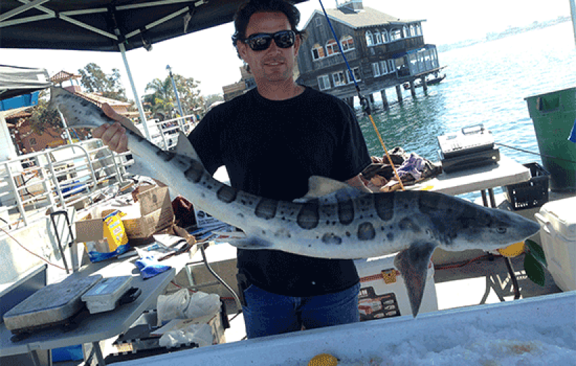 Leopard Shark | California Sea Grant